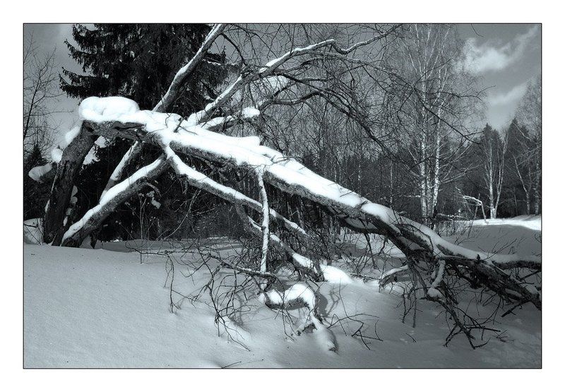 лес, зима, снег, ветвь, дерево photo preview