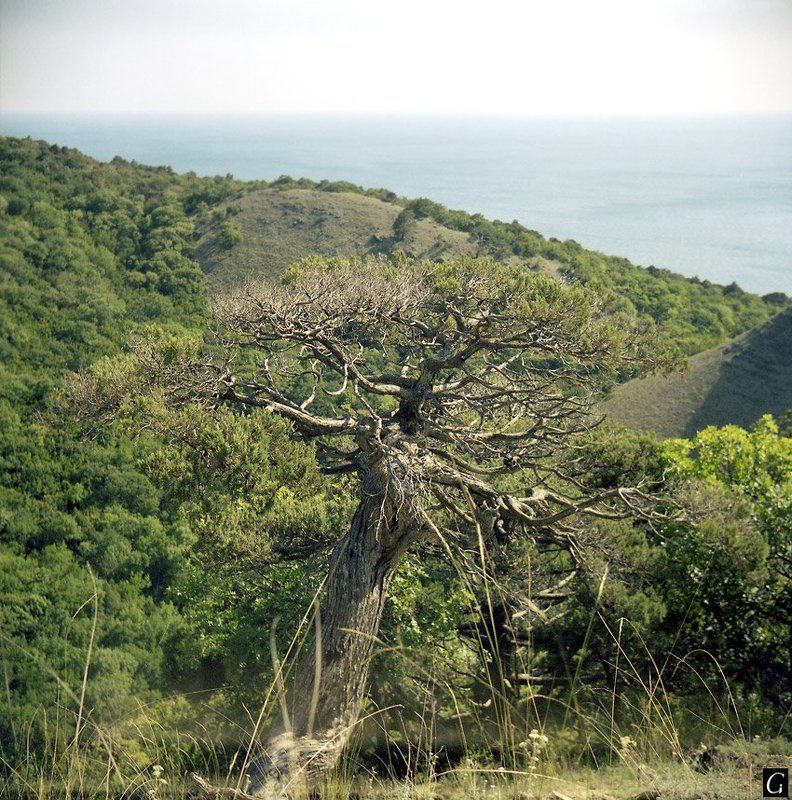 утриш, дерево, старое Утришский старожилphoto preview