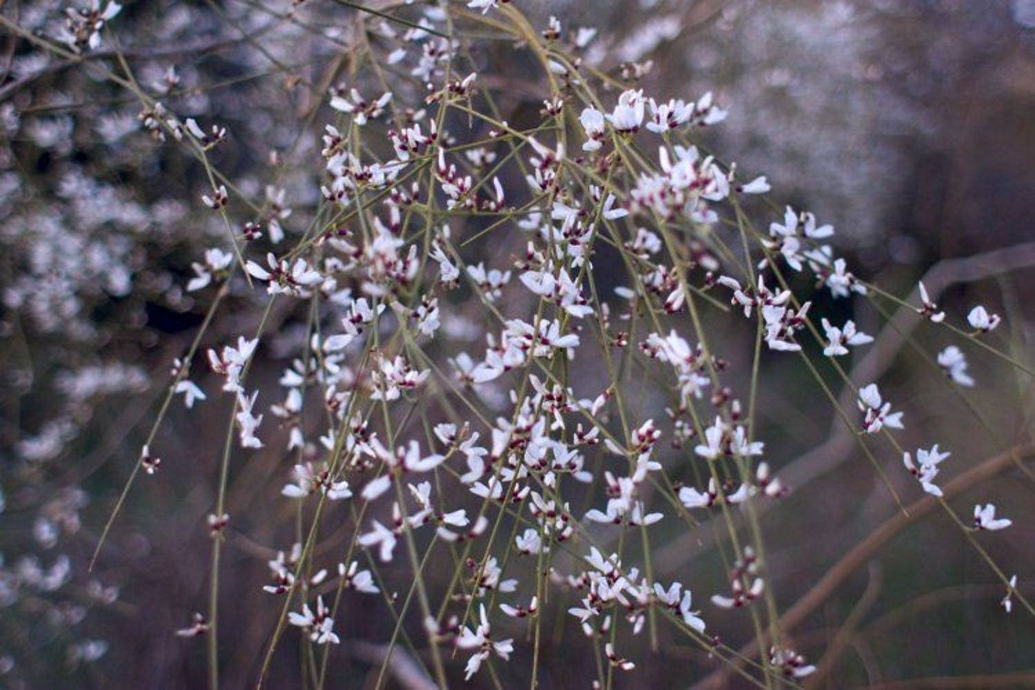 Немного весны. Автор: IgalSc igalsc, IgalSc