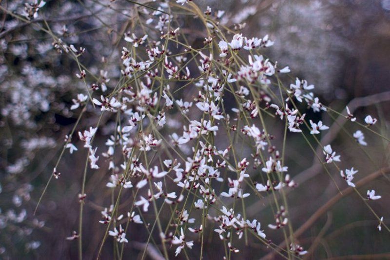 igalsc Немного весны фото превью