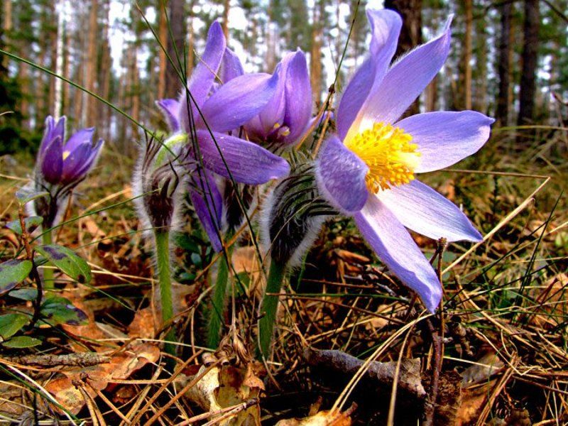 лес,природа,сон трава,лето photo preview