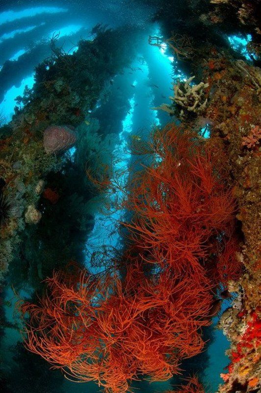 море, коралл, природа, пейзаж Бесконечностьphoto preview