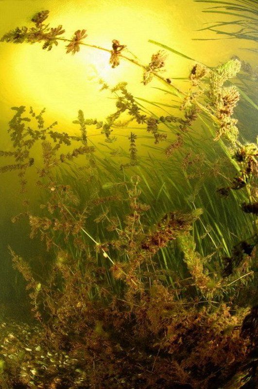 растения, вода, природа Травинкиphoto preview