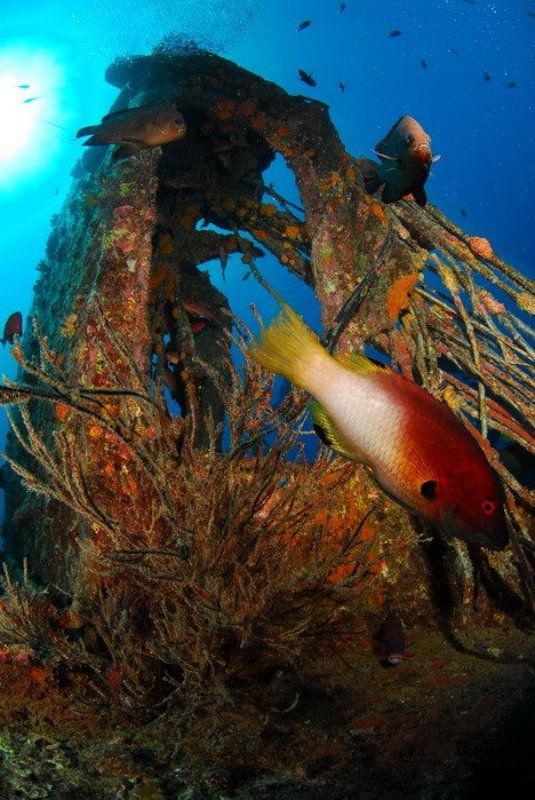 море, рыба,коралл, природа, пейзаж Рэкphoto preview