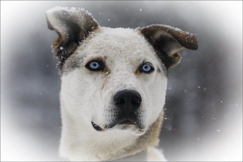 собаки ***photo preview