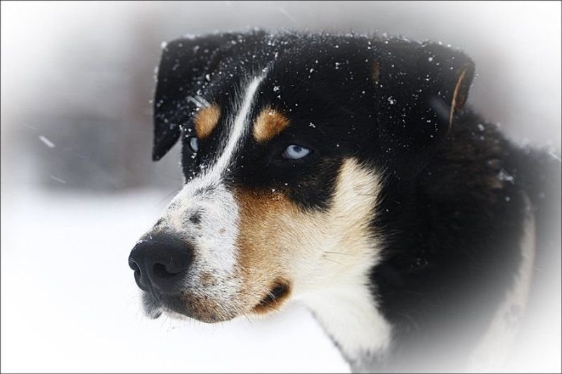 собаки ***photo preview