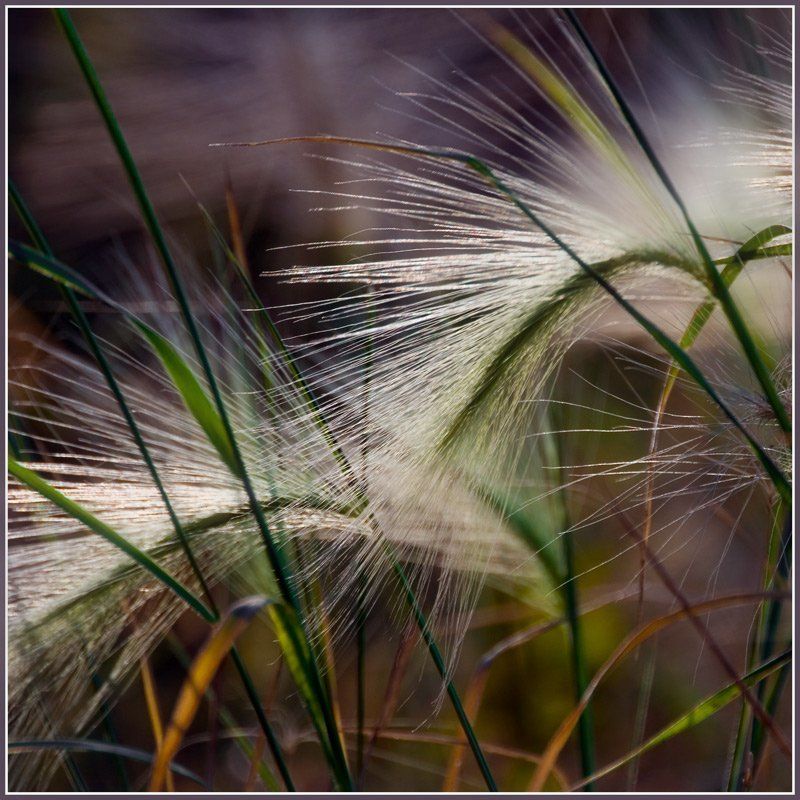 осень,колоски Вечерние-Краски!.photo preview