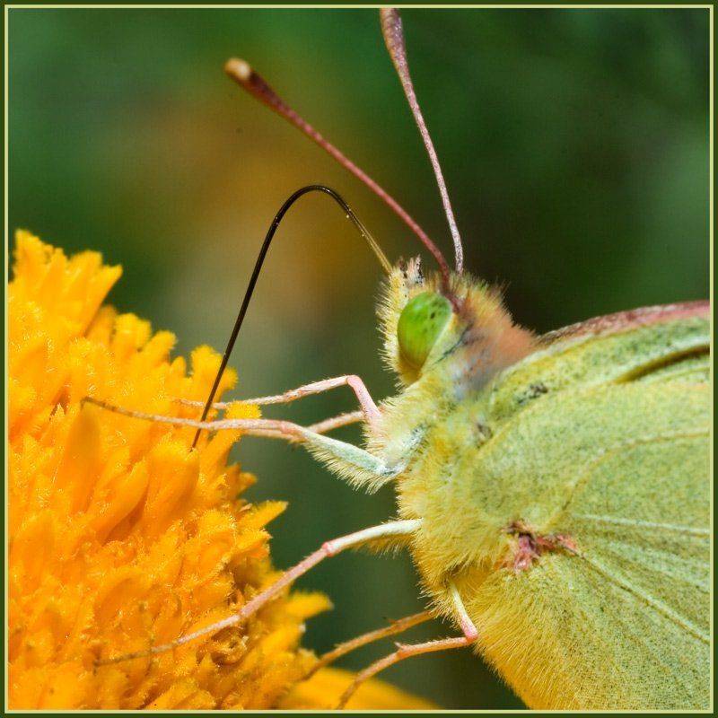 бабочка, Качурин Алексей