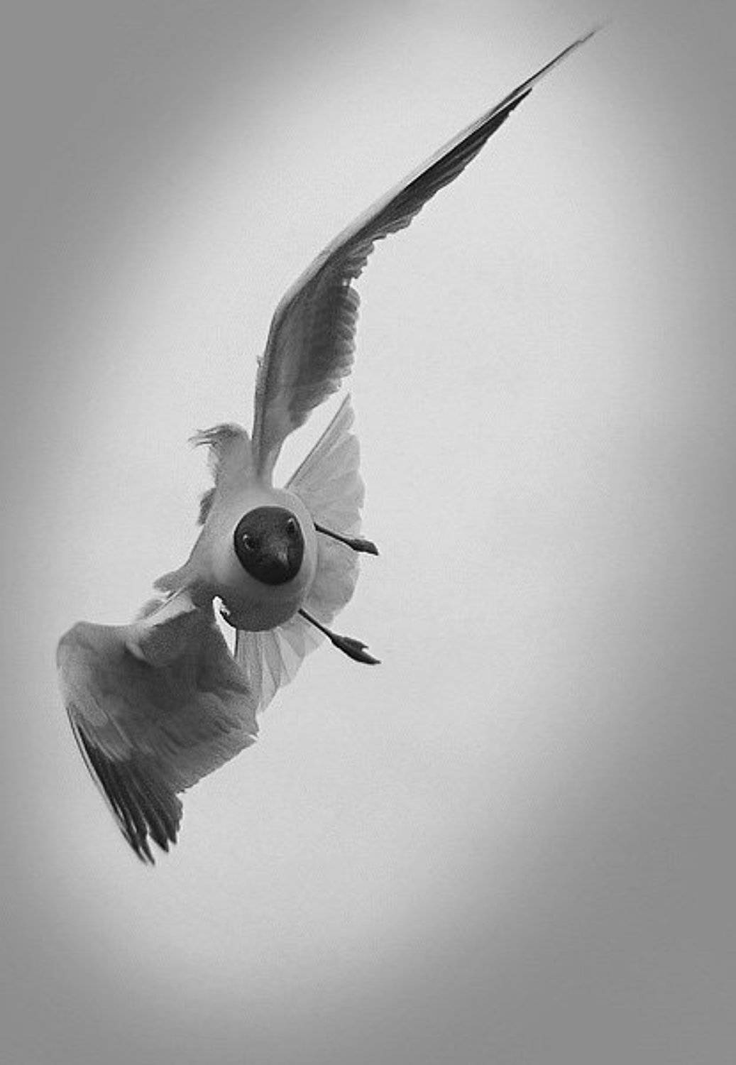 Иммельман. Автор: Борис Никитин иммельман чайка переворот полет пилотаж пилотирование, Борис Никитин