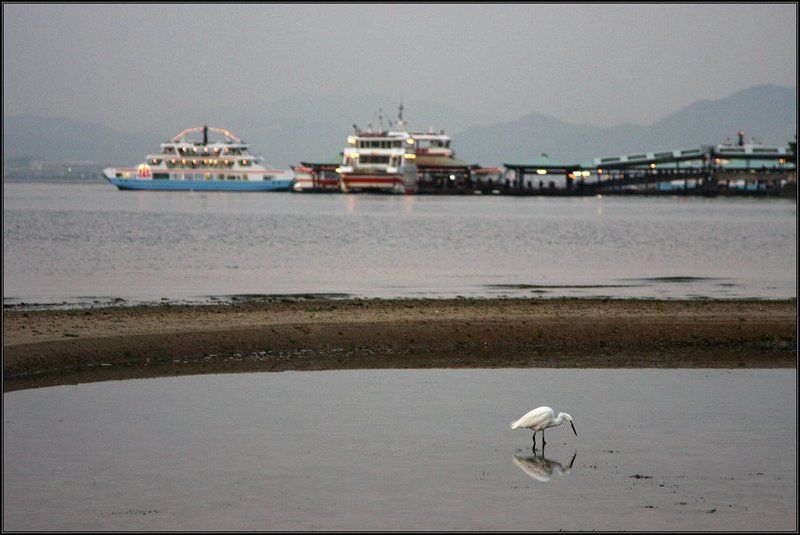 япония, миядзима, море, цапля * * *photo preview