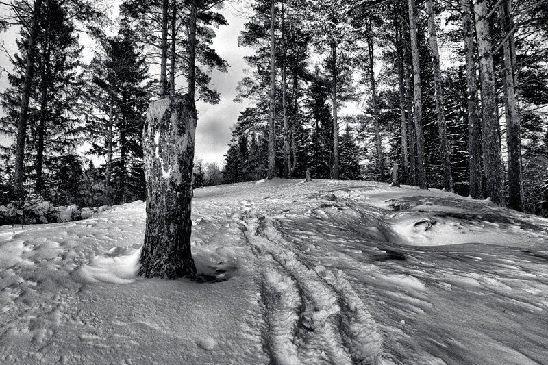 Где же вы мишки от Шишкина?photo preview