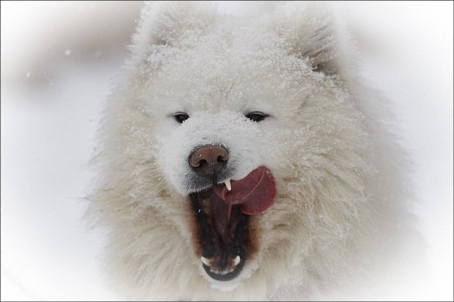 ***. Автор: Байдалов Павел собаки, Байдалов Павел