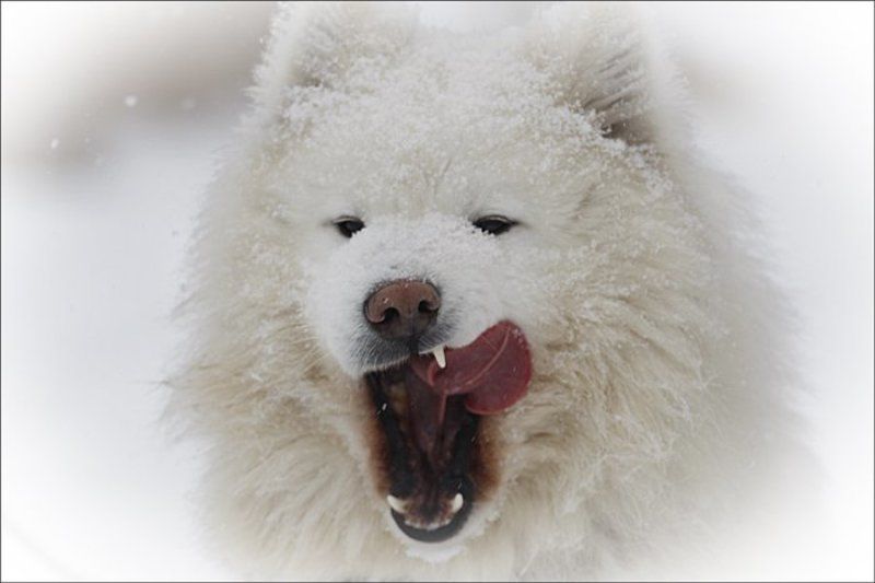 собаки ***photo preview