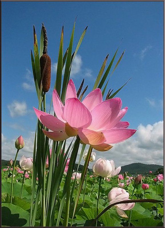 Природная икэбана фото превью