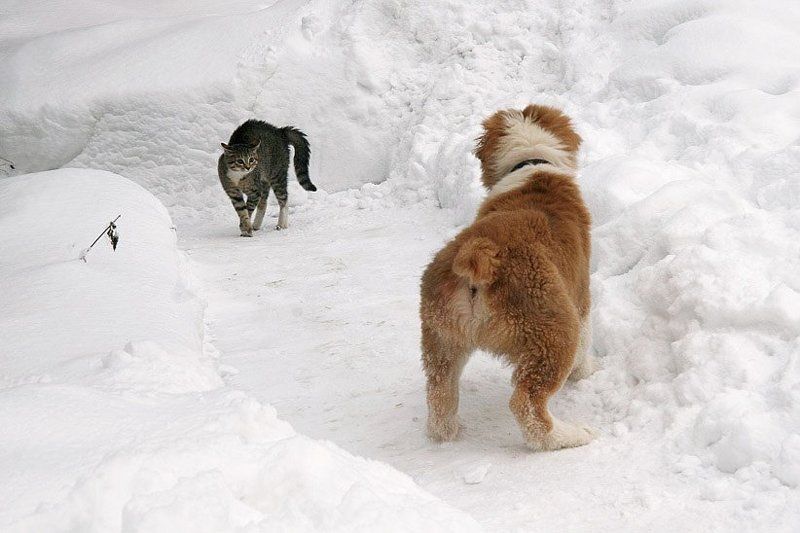 тропка, встреча, зима встреча на узкой дорожкеphoto preview