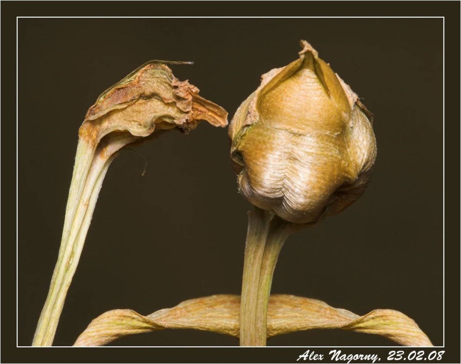 23 февраля, праздник, здравия желаю, плод, альстромерия, солдат, ФотоМаньяк