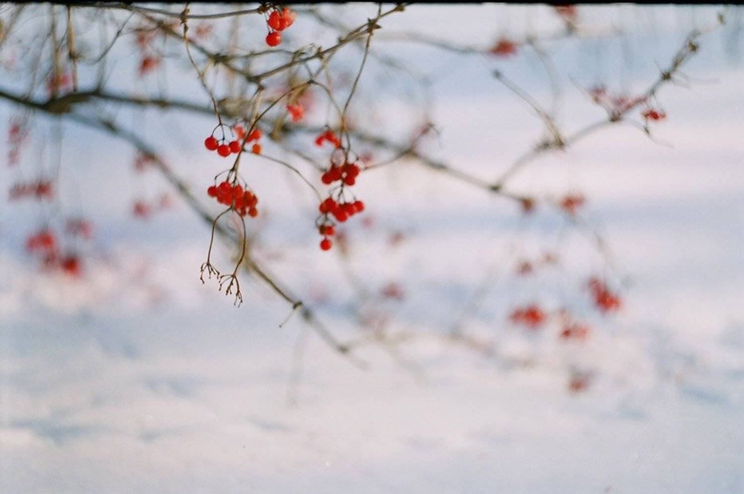 kamushek, helios, пленка, зенит-122, kamushek