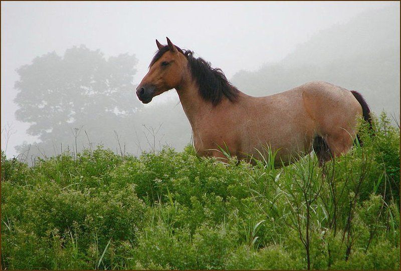 На лугу туманном фото превью