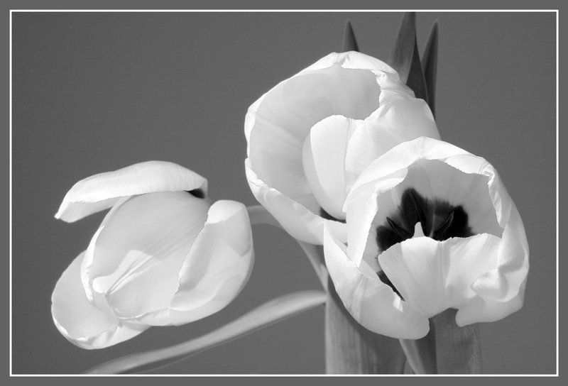 цветы,тюльпаны,этюд,ч/б, photo preview
