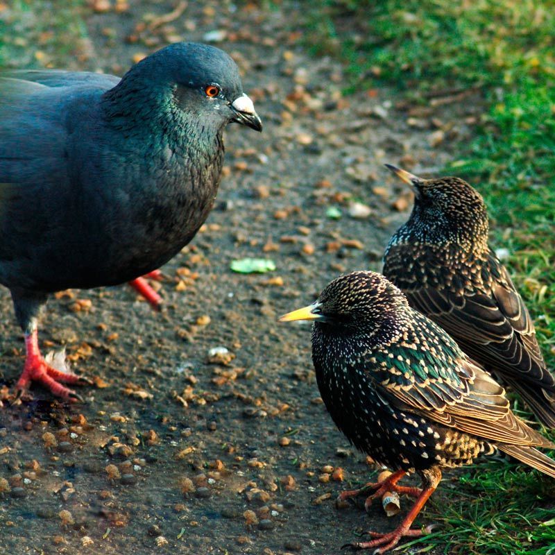 птицы Вопросы есть?photo preview