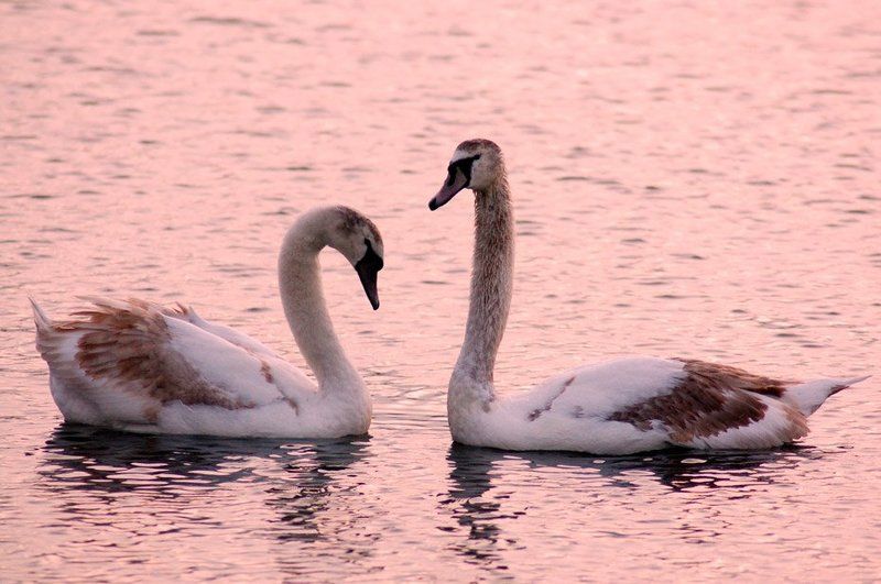 лебеди, вода, озеро, пара Лебединая параphoto preview