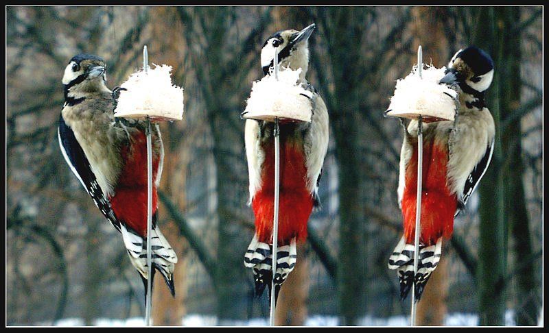 дятел 2 штуки Триптахphoto preview