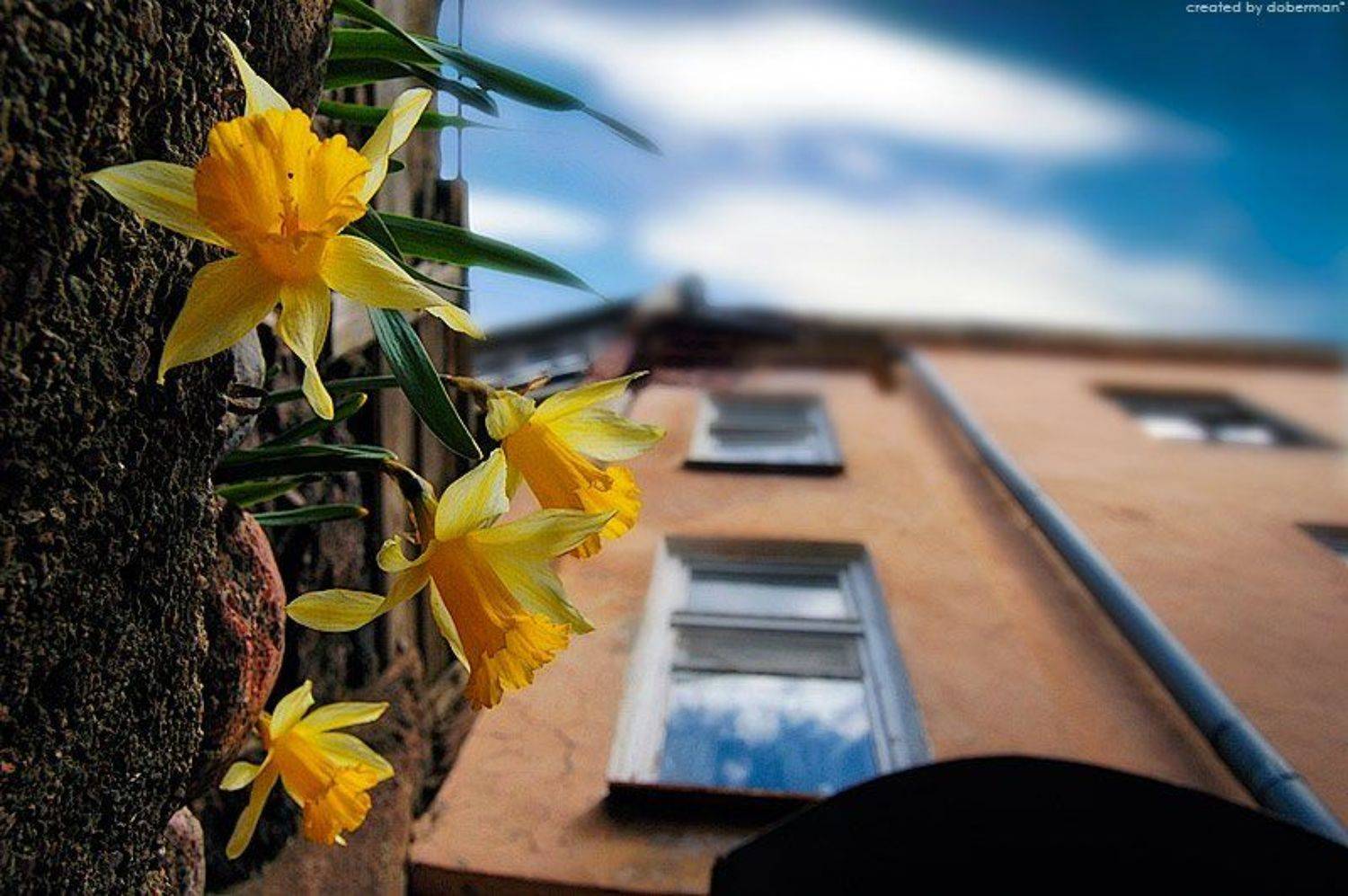 Городские цветы. Автор: Денис Богомолов нарциссы, Денис Богомолов