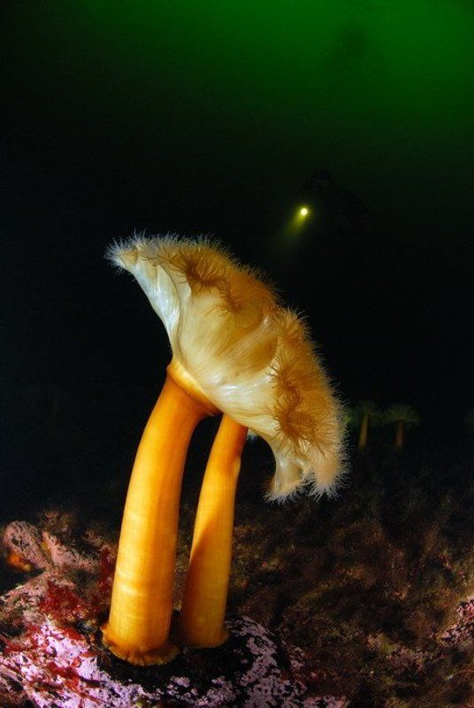 море, природа, актинии, животные Луч светаphoto preview