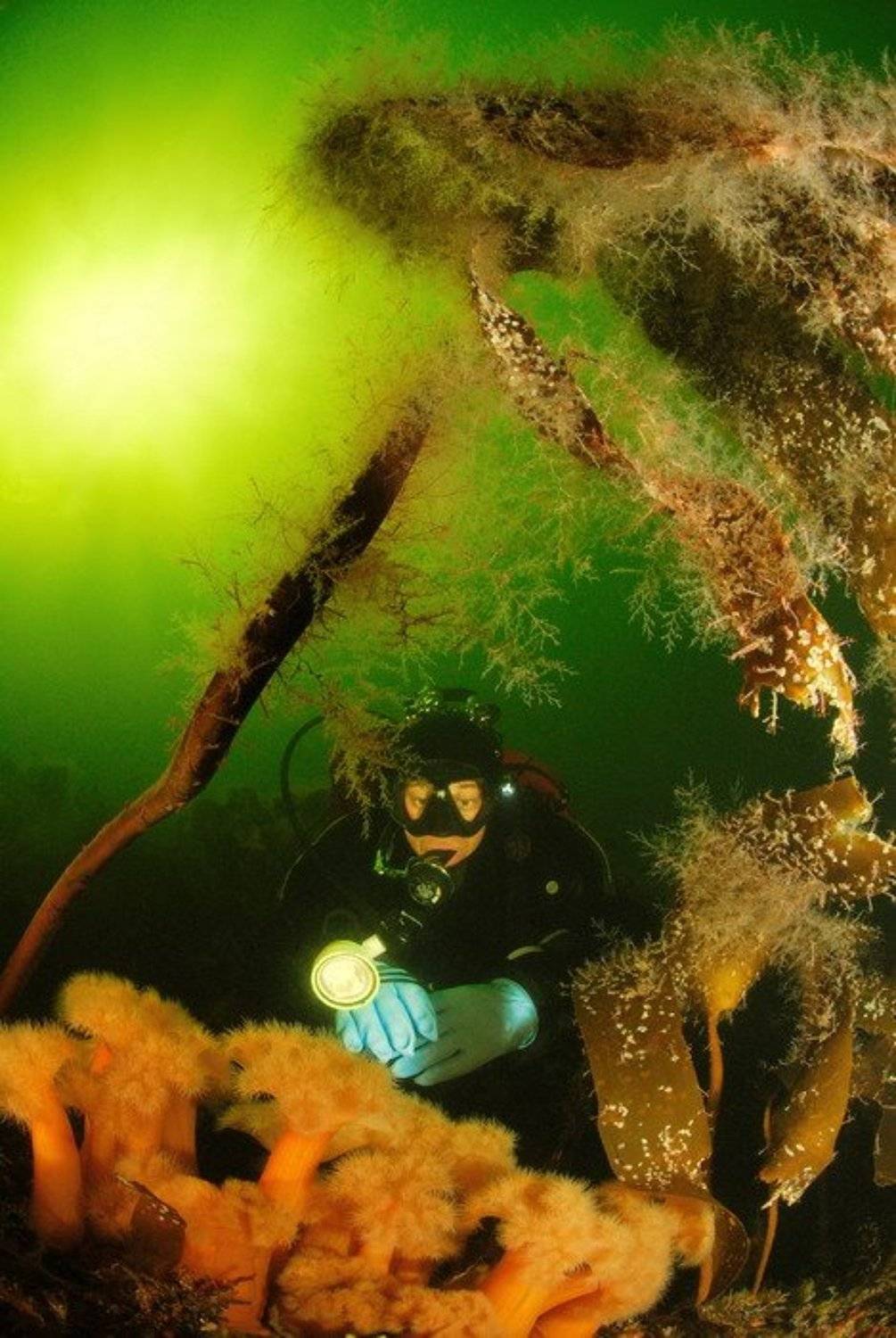 море, природа, актинии, животные,дайвинг, Svetlana Nosova