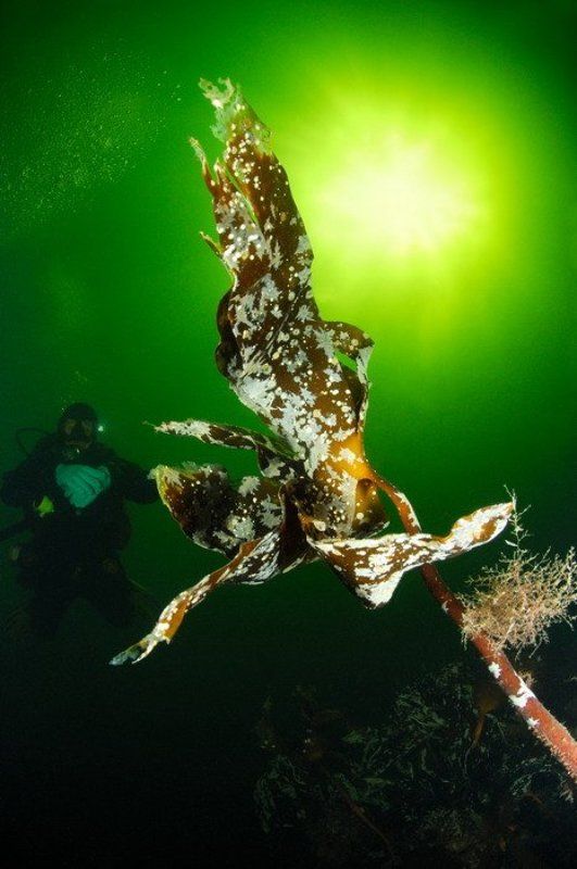 море, природа, актинии, животные,дайвинг Изморосьphoto preview