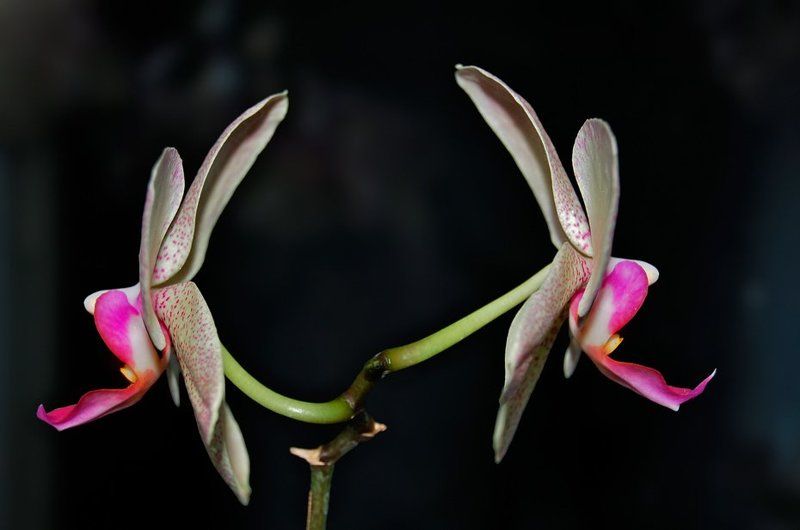 орхидеи, конфликт, ссора, цветы Поссорилисьphoto preview