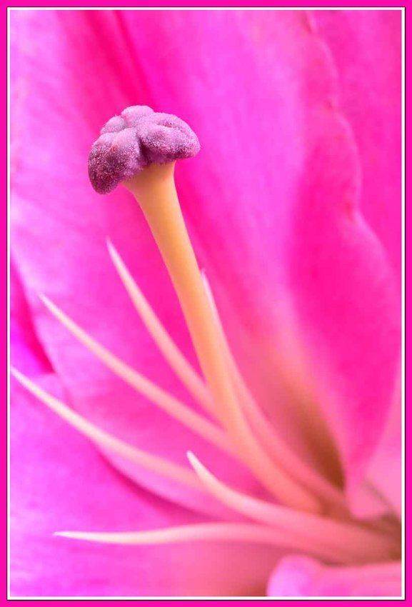 Розовый нос. Автор: Качурин Алексей макро,цветок, Качурин Алексей