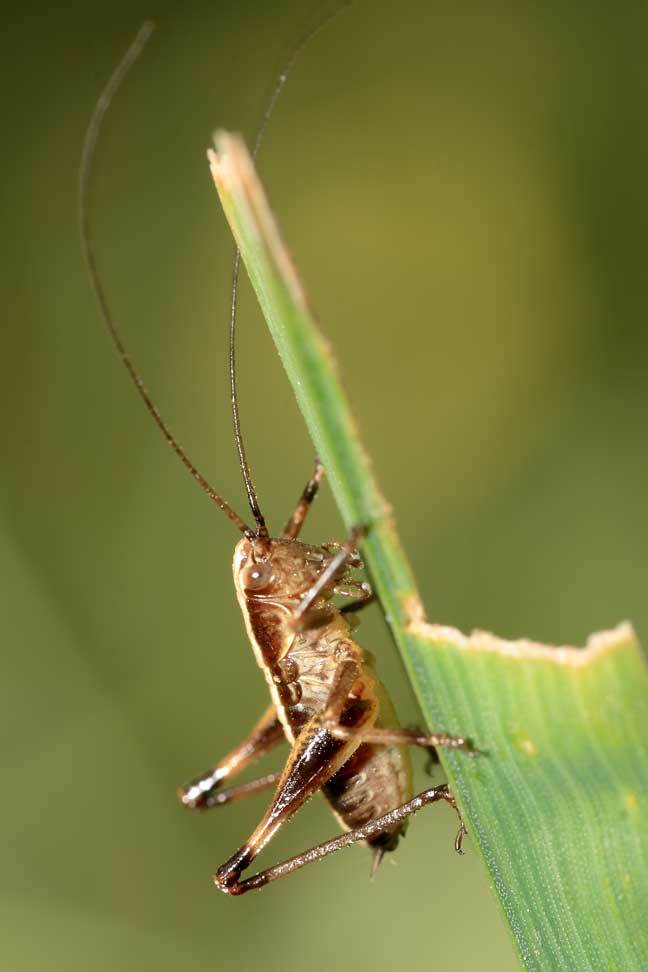 Кузя. Автор: Качурин Алексей макро,кузнец, Качурин Алексей