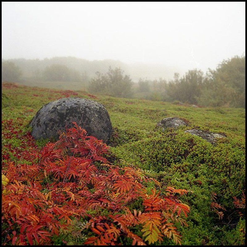 Тундраphoto preview