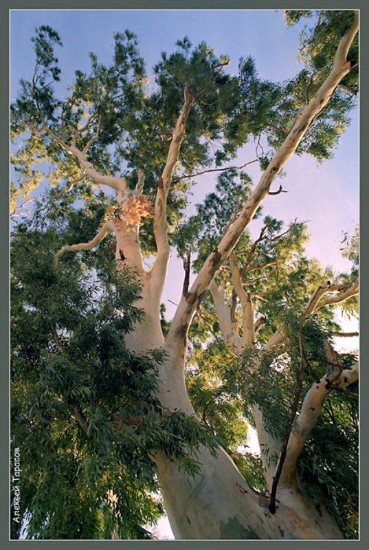 дерево, эвкалипт Подпирая небо...photo preview