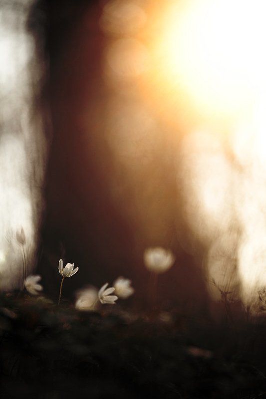 ветреничка, дубравная закатнаяphoto preview