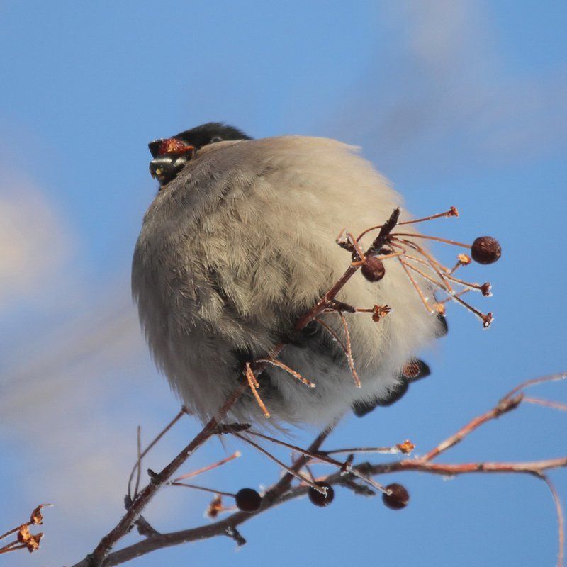 Морозноphoto preview