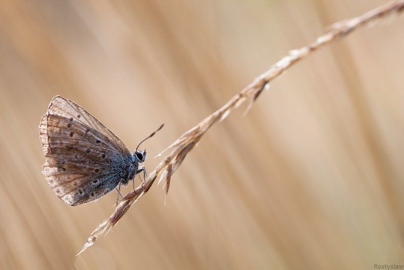 ростислав, макро, 100мм Lines*photo preview