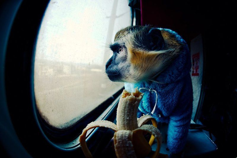 попутчик, \\/photo preview