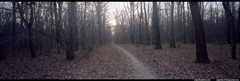 парк, дерево, деревья, тропинка, ботанический сад. Ботанический сад, Москваphoto preview