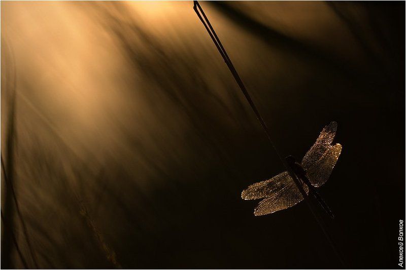 стрекоза, свет, тьма И свет во тьме светитphoto preview