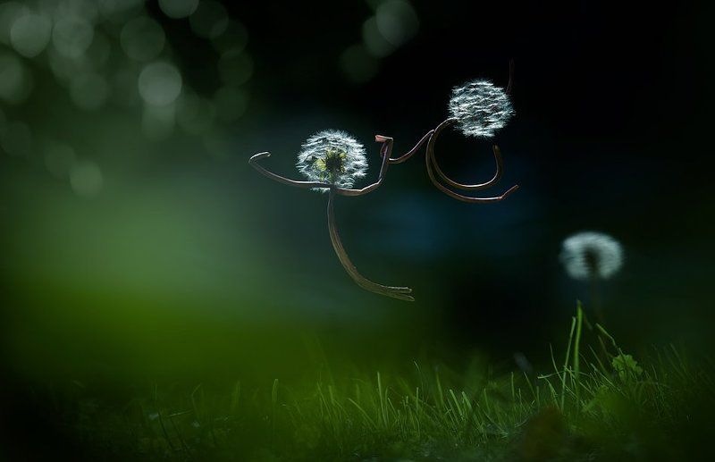 полёт, одуванчики, любовь, мечта, лето \