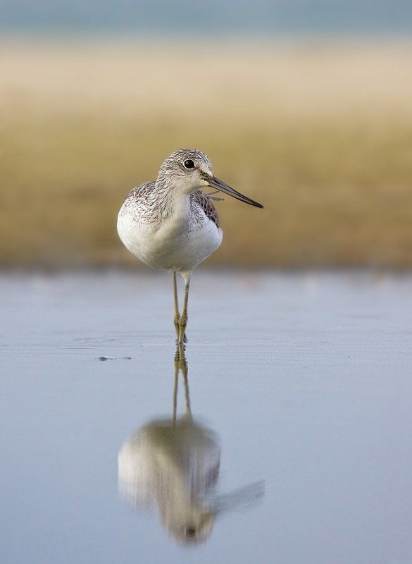большой, улит тихое утроphoto preview