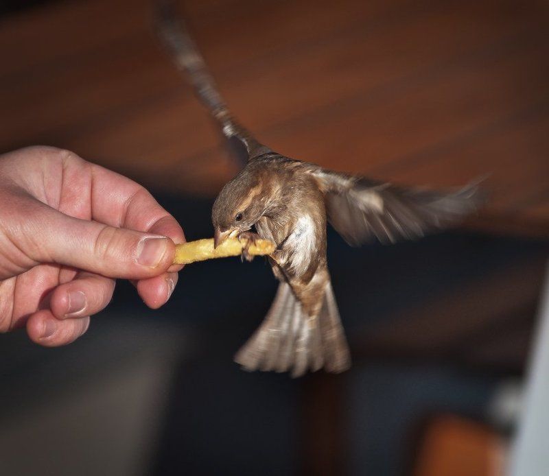 жадный воробей ... ;)photo preview