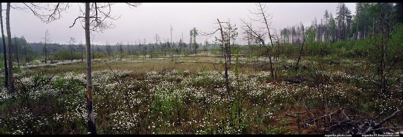 болото, панорама, цветы На болотахphoto preview