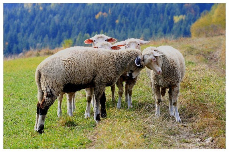 Встреча лицом к лицу ...photo preview