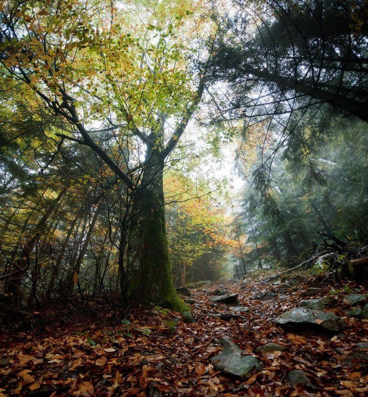 карпаты, природа, пейзаж, лес, туман, панорама лесphoto preview