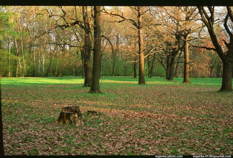парки, дерево, деревья, ботанический сад, весна, осень Ботанический сад им. Н.В. Цицина РАНphoto preview
