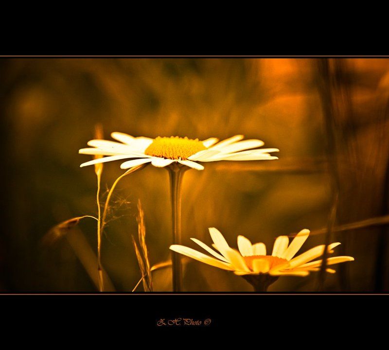 daisies, blur, golden, orange Daisiesphoto preview