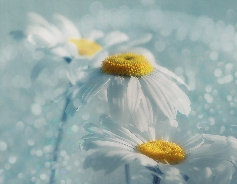 цветы ***photo preview